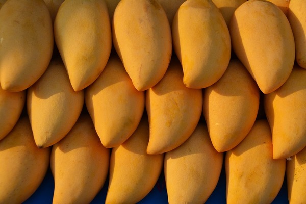 不同品種各有特色 各產地芒果盛產季