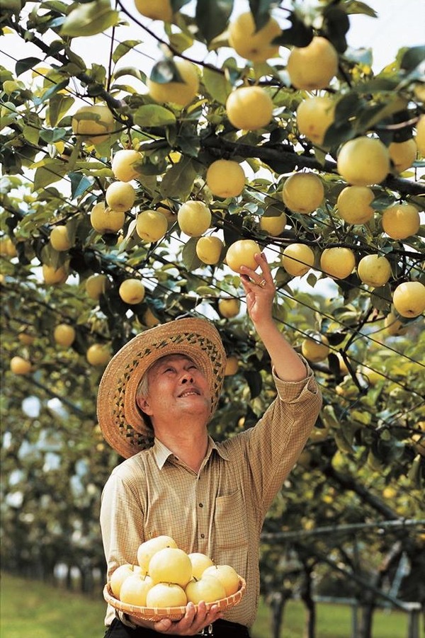 【水梨斑點】秋季當造日本梨韓國梨 水果店教你點揀爽甜多汁梨