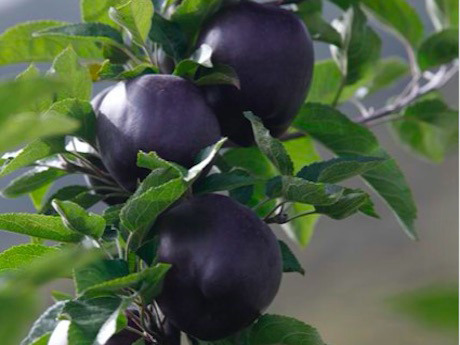 【黑蘋果】一粒叫價$170！西藏罕見黑鑽蘋果