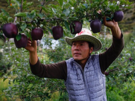 【黑蘋果】一粒叫價$170！西藏罕見黑鑽蘋果