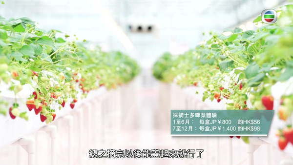 【周遊東京2】東京近郊士多啤梨園 全年任摘任食新鮮高質草莓／士多啤梨實驗室