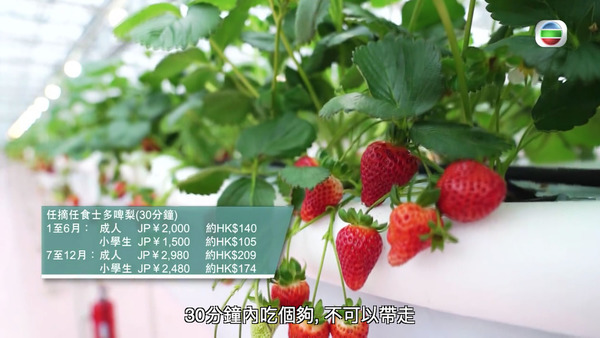 【周遊東京2】東京近郊士多啤梨園 全年任摘任食新鮮高質草莓／士多啤梨實驗室