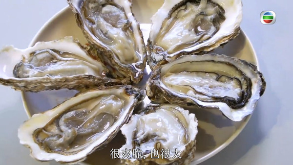 【生蠔細菌】TVB節目《香港原味道》介紹流浮山生蠔 食安中心：受污染水域生長的蠔易積聚細菌