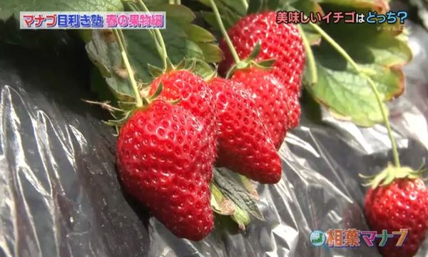 【日本美食】日本高級水果店專家教揀靚士多啤梨／最佳保存方法