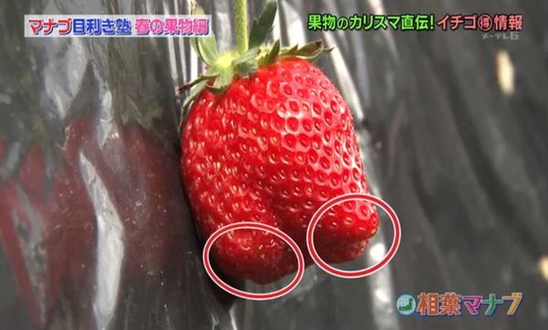 【日本美食】日本高級水果店專家教揀靚士多啤梨／最佳保存方法