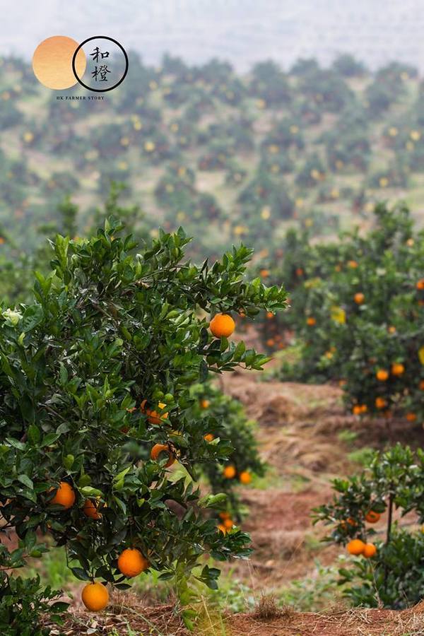 【香橙】堅持不打蠟！港商自建農莊種純天然鮮橙 清甜多汁又無核和橙