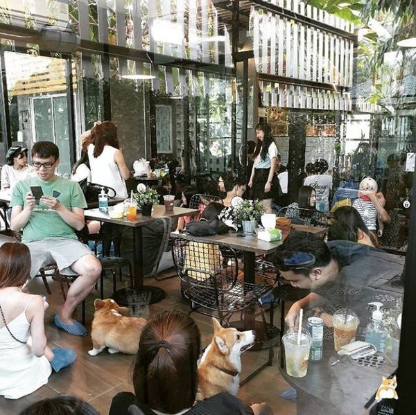 【泰國美食】泰國曼谷哥基咖啡店Corgi in the Garden 提供多款甜品／飲品