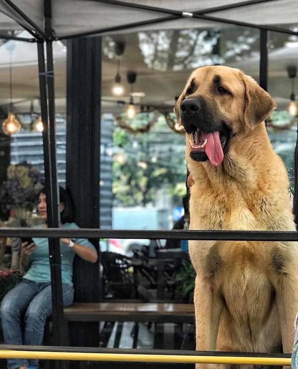 【泰國狗Cafe】泰國曼谷人氣大狗咖啡店「Big Dog Cafe & Bistro」 超過30隻狗狗陪你玩