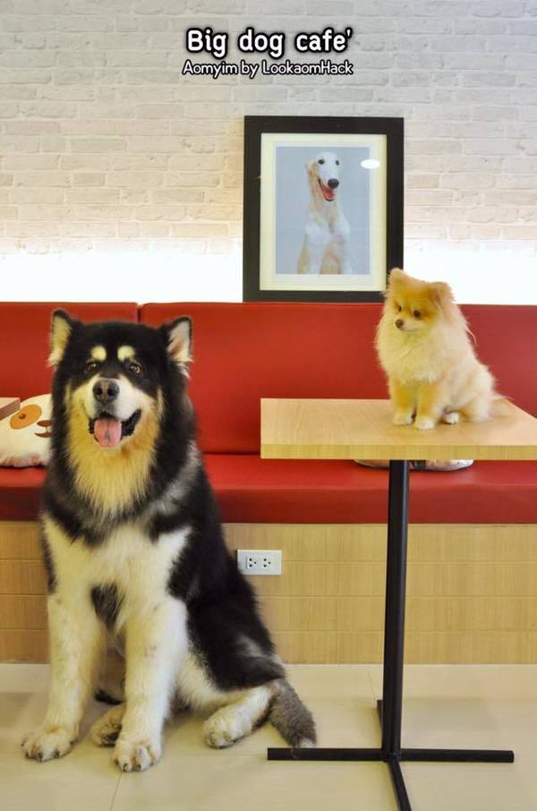 【泰國狗Cafe】泰國曼谷人氣大狗咖啡店「Big Dog Cafe & Bistro」 超過30隻狗狗陪你玩