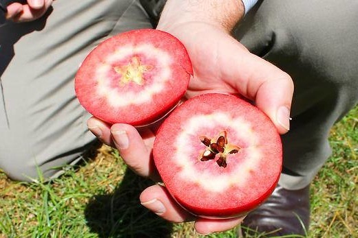 【韓國美食】澳洲新興紅肉蘋果Redlove Apple風靡韓國  營養比普通蘋果高  有助預防心血管疾病