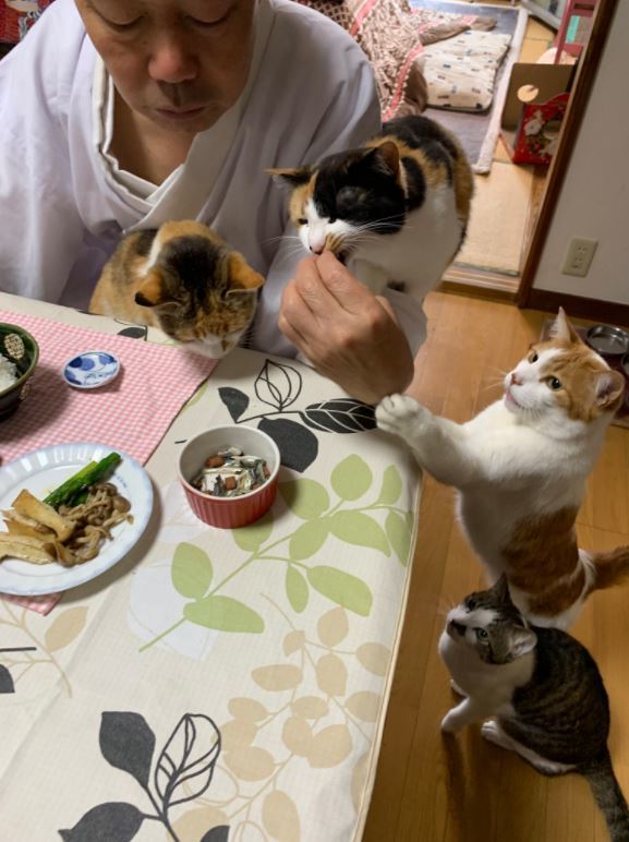 【日本美食】日本寺廟主持與4隻愛貓食早餐 乖乖守規矩等齊人食飯