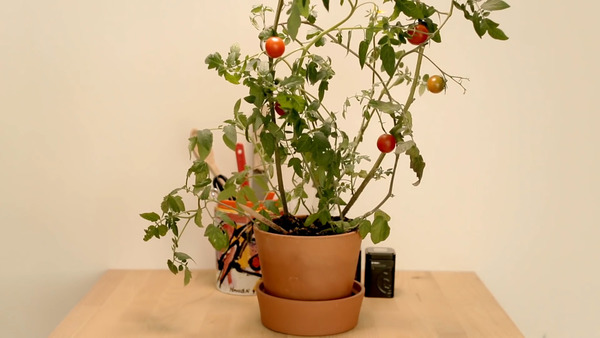 【環保種植】丹麥環保可種植鉛筆 用後可種出車厘茄 還有一個未來！