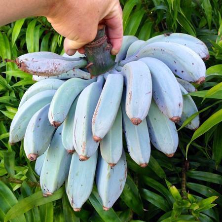 【藍色香蕉】歐美大熱天然夢幻藍香蕉 蕉界Häagen-Dazs口感creamy味道似雪糕
