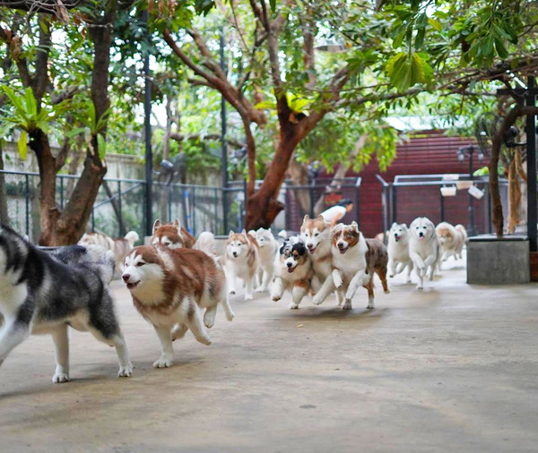 【曼谷Husky Cafe】泰國曼谷人氣大狗Cafe　熱情可愛雪橇狗／牧羊犬融化你心！