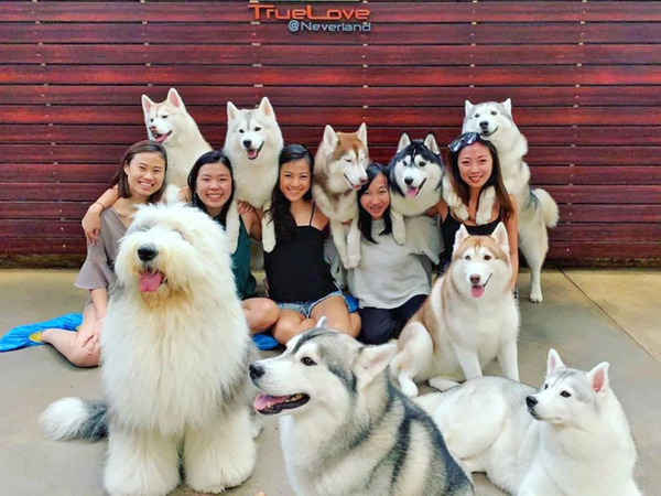 【曼谷Husky Cafe】泰國曼谷人氣大狗Cafe　熱情可愛雪橇狗／牧羊犬融化你心！