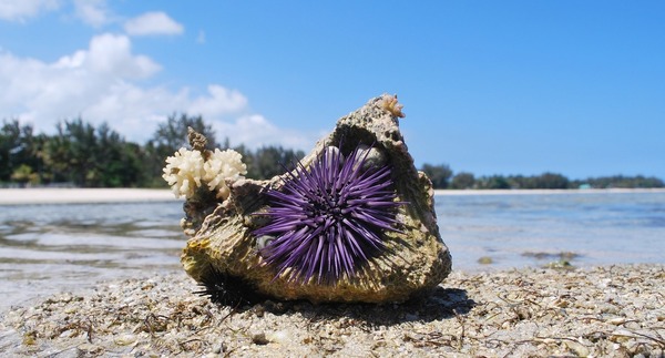 【海膽營養】探索海膽秘密!11個揭開海膽營養與食用注意事項