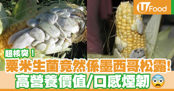 【粟米生菌】核突粟米生菌竟被喻為墨西哥松露 高營養價值且口感煙韌