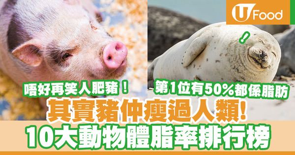 【體脂】唔好再笑人肥豬！豬比人還要瘦！10大動物體脂排行榜