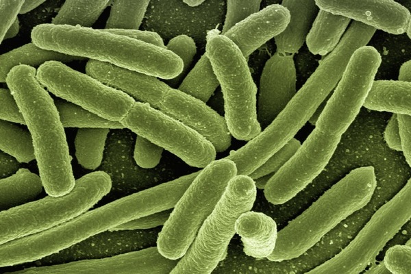 【健康生活】10大最多細菌出沒的地方 牙刷／水樽／廁所門把