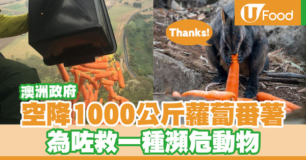 【澳洲山火】澳洲山火森林變荒地 政府空投超過1噸蘿蔔番薯救飢餓動物