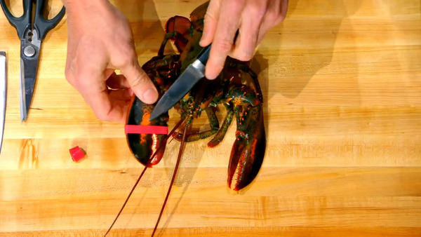 【拆龍蝦】超厲害！廚神Gordon Ramsay快速拆龍蝦技巧　原隻龍蝦完美還原+蝦肉完整
