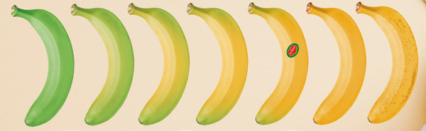 【香蕉營養】地捫鮮果：香蕉青色未熟都食得！　不同香蕉成熟程度各有營養價值！