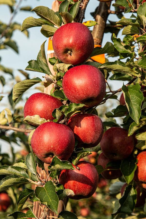 【挑選蘋果】蘋果越紅並非甜度越高！一文教你正確挑選蘋果方法