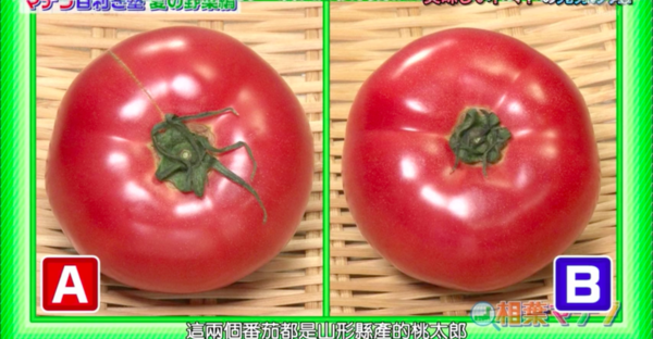 【番茄食譜】番茄又圓又光滑仍未夠！日本農夫教你3招挑選香甜番茄方法