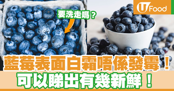 【藍莓冷知識】藍莓表面白霜代表發霉？　原來與新鮮度有關！（附揀藍莓貼士）