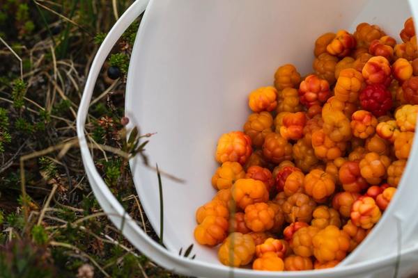 【雲莓營養】北歐森林雲莓零下40度生長維他命C超高！ 雲莓6大營養價值／5種食法