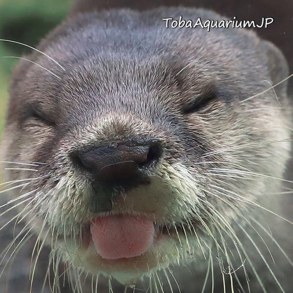 日本水族館拍下海洋動物生活片段　超可愛海獺最愛將食物收進百寶袋！