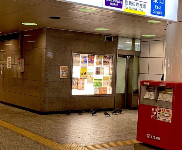 日本東京貼上不要餵鴿子告示  途人發現真身落寞的背影