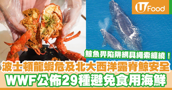 【環保海鮮】WWF公佈最新《海鮮選擇指引》 建議避免吃波士頓龍蝦／藍鰭吞拿魚／大眼雞
