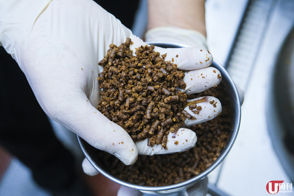 銅鑼灣新開蛇王熙 蛇王二班底 / 重現馳名足料蛇羮