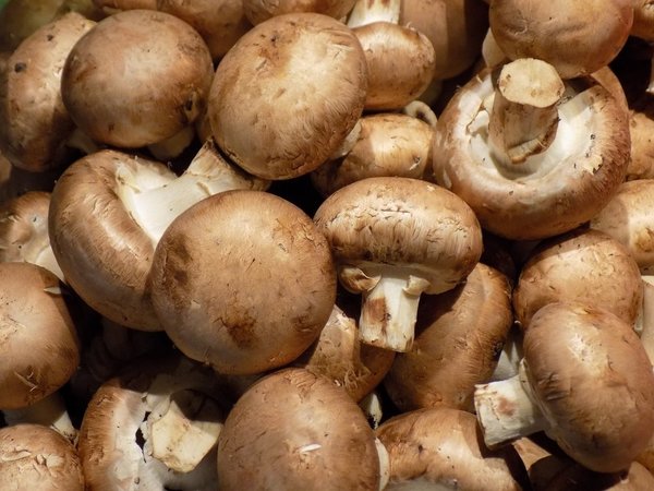 美國研究：多吃菇類食物可減癌症風險近半！　推薦3個簡易菇菌食譜