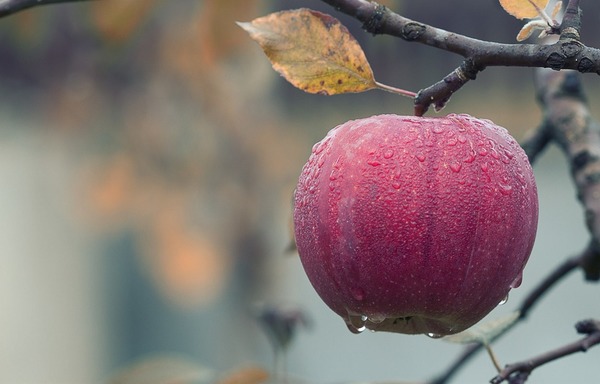 研究：一日一蘋果可以幫助降血糖！　推薦3個簡易蘋果食譜