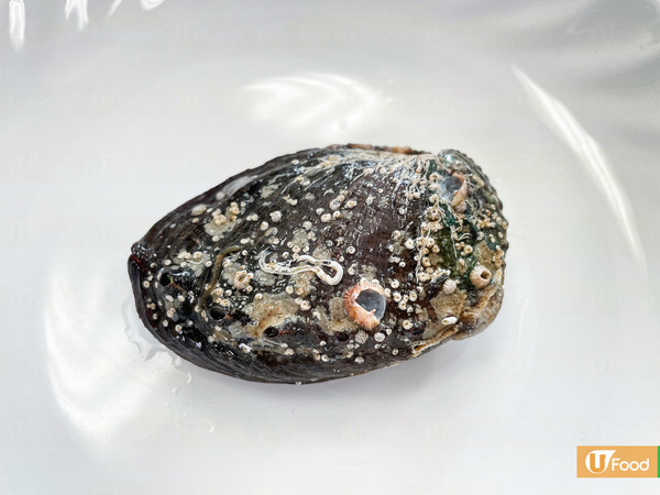 鮑魚超強大！外殼似避彈衣／吸力達200公斤！ 12件關於鮑魚不可不知的事