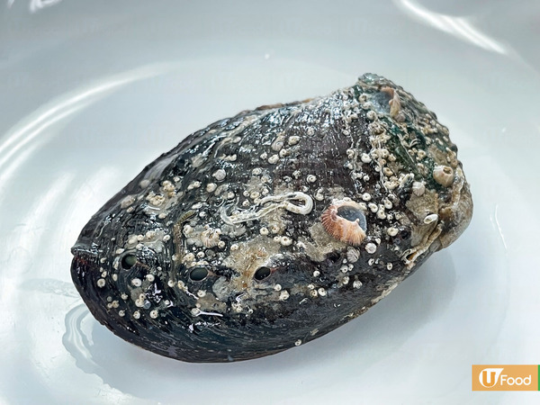 鮑魚超強大！外殼似避彈衣／吸力達200公斤！ 12件關於鮑魚不可不知的事