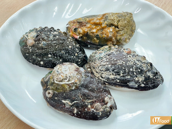 鮑魚超強大！外殼似避彈衣／吸力達200公斤！ 12件關於鮑魚不可不知的事