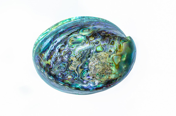 鮑魚超強大！外殼似避彈衣／吸力達200公斤！ 12件關於鮑魚不可不知的事