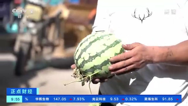 內地新興網紅職業「驗瓜師」檢驗西瓜品質　專家教你3步揀出香甜西瓜