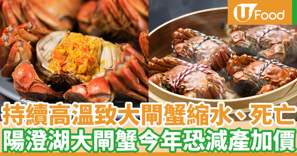 大閘蟹2022｜持續高溫致陽澄湖大閘蟹縮水、死亡 蟹商料減產30%今年或加價