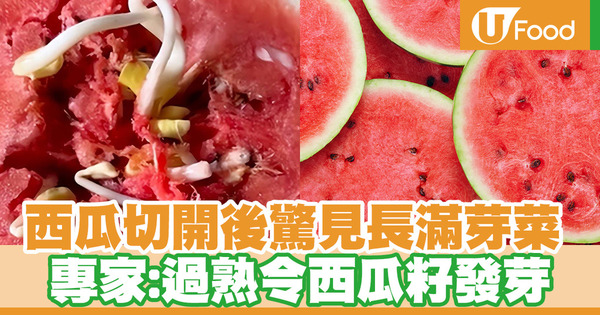 西瓜切開後驚見長滿芽菜 專家：過熟令西瓜籽發芽