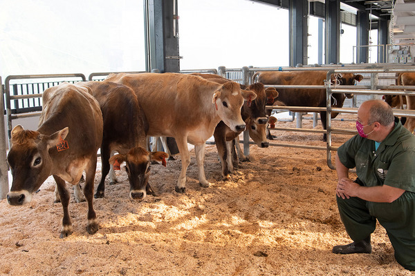 城大乳牛｜香港城市大學引入澳洲乳牛抵港　料明年初校內出售新鮮牛奶及雪糕