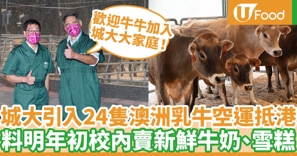 城大乳牛｜香港城市大學引入澳洲乳牛抵港　料明年初校內出售新鮮牛奶及雪糕