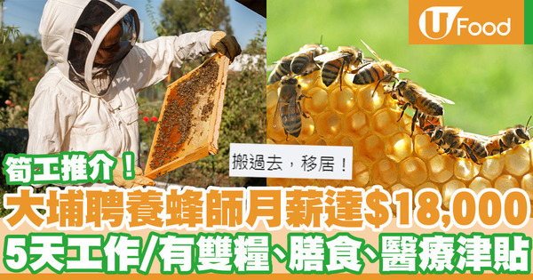筍工推介！大埔聘養蜂師月薪達$18,000 5天工作兼有雙糧、膳食