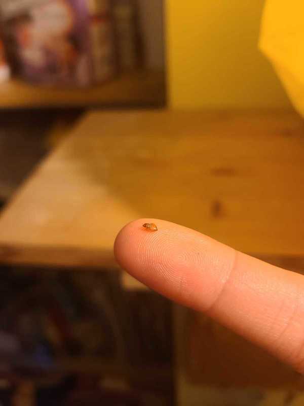 事主指找到一隻疑似床蝨的小蟲。（Facebook圖片）