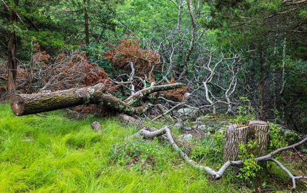 鄰居指樹木被砍伐後對周遭環境造成損壞。（網上圖片）
