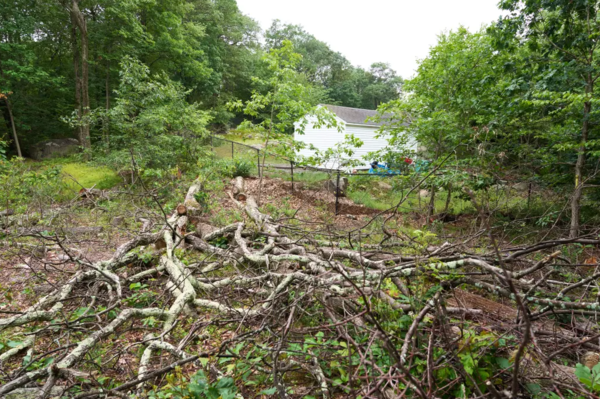 預料Haber需為非法砍伐樹木提供巨額賠償。（網上圖片）
