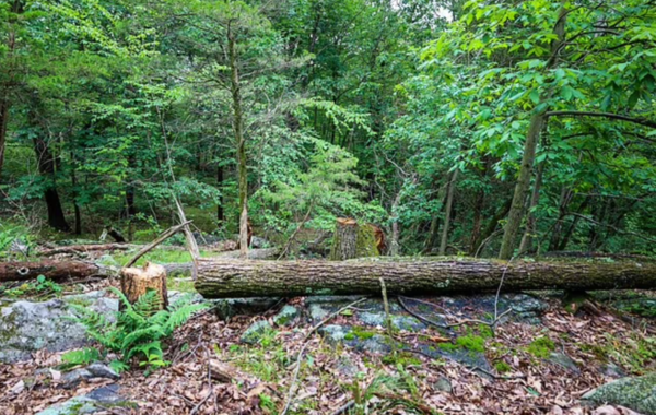 鄰居指樹木被砍伐後對周遭環境造成損壞。（網上圖片）